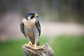 A beautiful peregrine falcon sitting on a tree