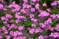 Beautiful perennial pink flowers bloom in the meadow