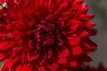 Beautiful perennial red dahlia flower with sharp, petals in spiral, summer sunny garden, close-up view Royalty Free Stock Photo