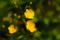 Beautiful perennial yellow blooming flowers in the garden or park Royalty Free Stock Photo