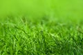 Beautiful and perfect green background by the fresh grass. Royalty Free Stock Photo