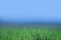 Beautiful and perfect green background by the fresh grass. Royalty Free Stock Photo