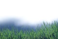 Beautiful and perfect green background by the fresh grass. Royalty Free Stock Photo