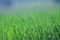 Beautiful and perfect green background by the fresh grass. Royalty Free Stock Photo