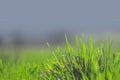 Beautiful and perfect green background by the fresh grass. Royalty Free Stock Photo