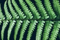 Beautiful perfect natural fern leaves on black background Green natural concept Royalty Free Stock Photo