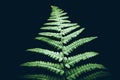 Beautiful perfect natural fern leaves on black background Green natural concept Life growth concept