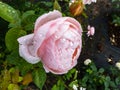 Beautiful perfect pink rose flower and leaves covered with rain drops. Beautiful summer background details Royalty Free Stock Photo