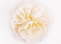 Beautiful perfect white rose flower head close up Royalty Free Stock Photo