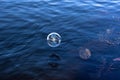 Soap bubble on the water