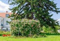 Beautiful pergola overgrown with climbing pink roses Eden in park Royalty Free Stock Photo