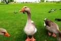 Beautiful perigord geese walk on green lawn in summer on goose farm. Gray geese, French foie meat delicacy, poultry on farm in