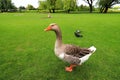 Beautiful perigord geese walk on green lawn in summer on goose farm. Gray geese, French foie meat delicacy, poultry on farm in