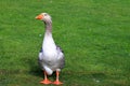 Beautiful perigord geese walk on green lawn in summer on goose farm. Gray geese, French foie meat delicacy, poultry on farm in
