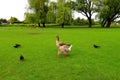 Beautiful perigord geese walk on green lawn in summer on goose farm. Gray geese, French foie meat delicacy, poultry on farm in Royalty Free Stock Photo