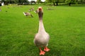 Beautiful perigord geese walk on green lawn in summer on goose farm. Gray geese, French foie meat delicacy, poultry on farm in