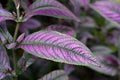 Beautiful Perilepta Strobilanthes dyeriana Royalty Free Stock Photo