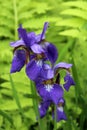 Periwinkle blue iris flowers on tall stalk of plants in backyard garden