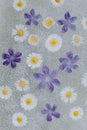 Beautiful Periwinkle and Daisy flowers on a bubble background