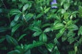 Beautiful periwinkle vinca in the garden on wet summer morning Royalty Free Stock Photo