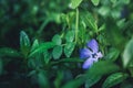 Beautiful periwinkle vinca in the garden on wet summer morning Royalty Free Stock Photo