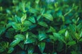 Beautiful periwinkle vinca in the garden on wet summer morning Royalty Free Stock Photo