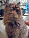 beautiful persian cat carey looking up with yellow eyes