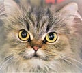 Beautiful Persian Cat Royalty Free Stock Photo