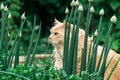 Beautiful persian cat hunt in the grass Royalty Free Stock Photo