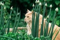 Beautiful persian cat hunt in the grass