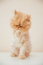 Beautiful persian cat posing for the camera