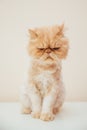 Beautiful persian cat posing for the camera Royalty Free Stock Photo