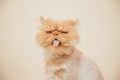 Beautiful persian cat posing for the camera Royalty Free Stock Photo