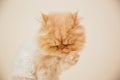 Beautiful persian cat posing for the camera Royalty Free Stock Photo