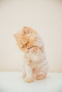 Beautiful persian cat posing for the camera Royalty Free Stock Photo