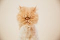 Beautiful persian cat posing for the camera Royalty Free Stock Photo