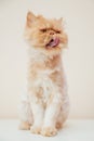 Beautiful persian cat posing for the camera Royalty Free Stock Photo