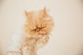 Beautiful persian cat posing for the camera