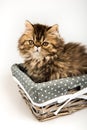 Beautiful Persian kitten cat in the basket on holidays Royalty Free Stock Photo