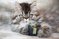 Beautiful Persian kitten cat with gift box or present