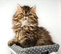 Beautiful Persian kitten cat marble color coat in the basket