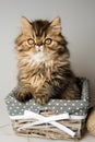 Beautiful Persian kitten cat marble color coat
