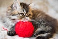 Beautiful Persian kitten cat marble color coat Royalty Free Stock Photo