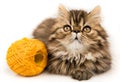 Beautiful Persian kitten cat marble color coat