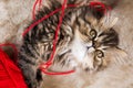 Beautiful Persian kitten cat marble color coat