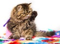 Beautiful Persian kitten cat marble color coat on white background