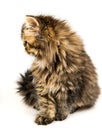 Beautiful Persian kitten cat muzzle profile marble color coat