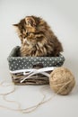 Beautiful Persian kitten cat is playing with knitting thread Royalty Free Stock Photo