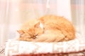 Beautiful persian kitten sleeping on woolen blanket