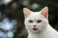 Beautiful Persian Short hair white Cat surprised